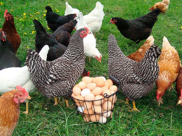Содержание кур и уход за ними | ЗооТом - продажа, вязка и услуги для животных в Алексеевке