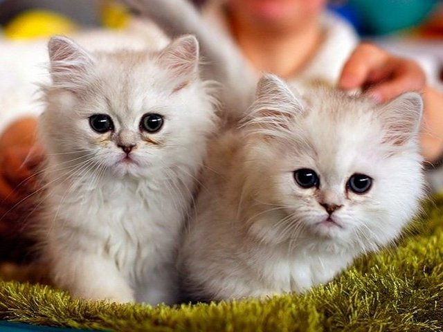 Породы кошек в Алексеевке | ЗооТом портал о животных