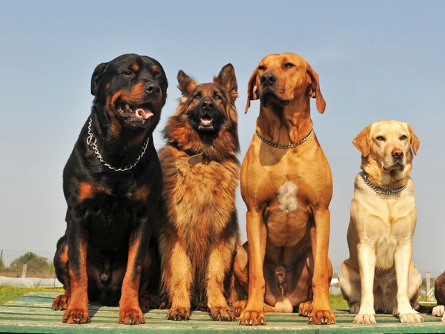 Крупные породы собак в Алексеевке | ЗооТом портал о животных